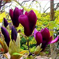 Саджанець Магнолія лілієцвітна Nigra в контейнері